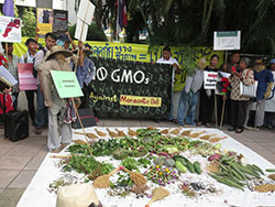 581113 GMOs2